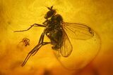 Two Fossil Flies (Diptera) and a Mite (Acari) in Baltic Amber #139027-1